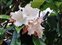 Dark flowers, Beaumontia grandiflora