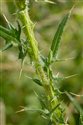 Cirsium vulgare