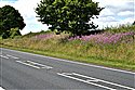 View full size