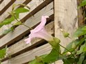 Calystegia pulchra