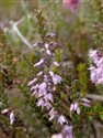 Calluna vulgaris