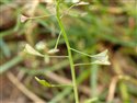 Capsella bursa-pastoris