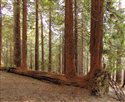 Coastal Redwood fallen - re-growing