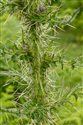 Cirsium palustre