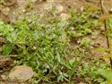 Chaenorhinum minus