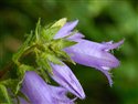 Campanula trachelium
