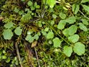 Cardamine flexuosa