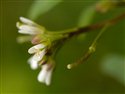 Cardamine flexuosa