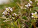 Cochlearia danica