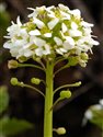 Cochlearia officinalis
