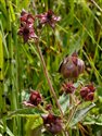 Comarum palustre