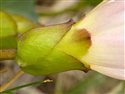 Calystegia soldanella