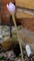 Colchicum alpinum