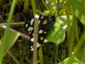 Callimorpha dominula