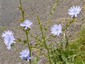 Cichorium intybus
