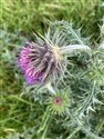 Musk Thistle (guest image)