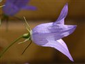 Campanula patula