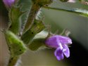 Clinopodium acinos