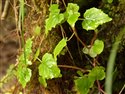 Circaea alpina