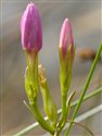 Centaurium portense
