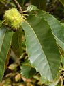 Castanea sativa