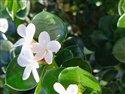 Natal Plum (guest image)