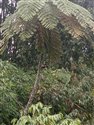 West Indian Treefern (guest image)