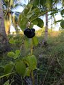 Bush Grape (guest image)