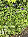 Centaurea montana