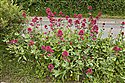 Centranthus ruber