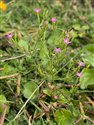 Centaurium pulchellum