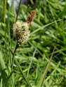 Carex nigra