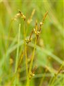 Carex x gaudiniana