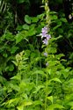 Campanula latifolia