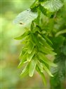 Carpinus betulus