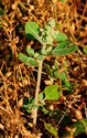 Chenopodium vulvaria