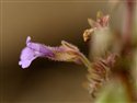 Chaenorhinum origanifolium