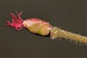 Corylus avellana