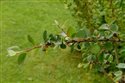 Cotoneaster cambricus