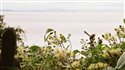 Clematis vitalba