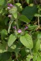 Clinopodium vulgare