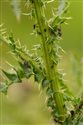 Cirsium x celakovskianum