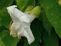 Calystegia silvatica