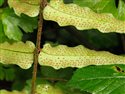 Cyrtomium fortunei
