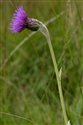 Cirsium dissectum