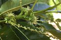 Castanea sativa