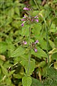 Clinopodium vulgare