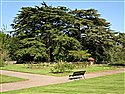 Cedrus libani
