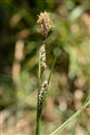 Carex binervis