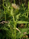 Cirsium oleraceum